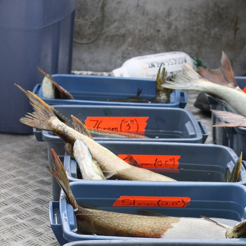 Row of marked bins containing fish