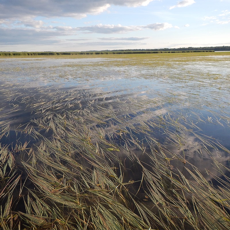 Wild rice plants